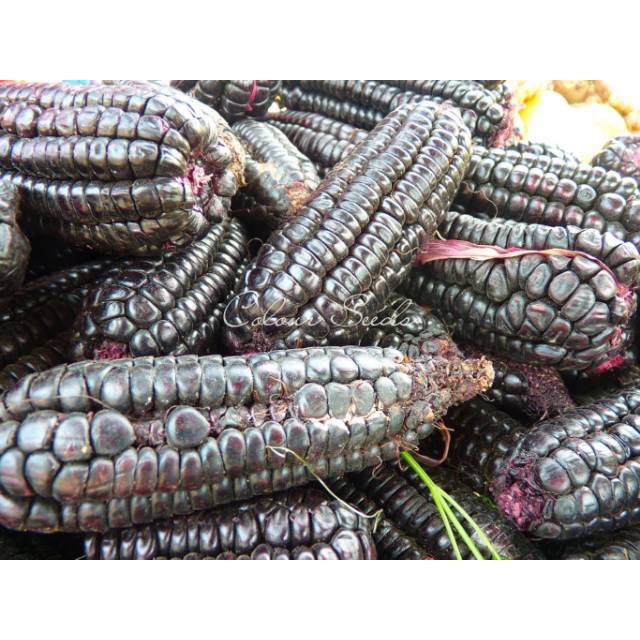Benih bibit jagung ketan hitam aztec isi 7 Biji