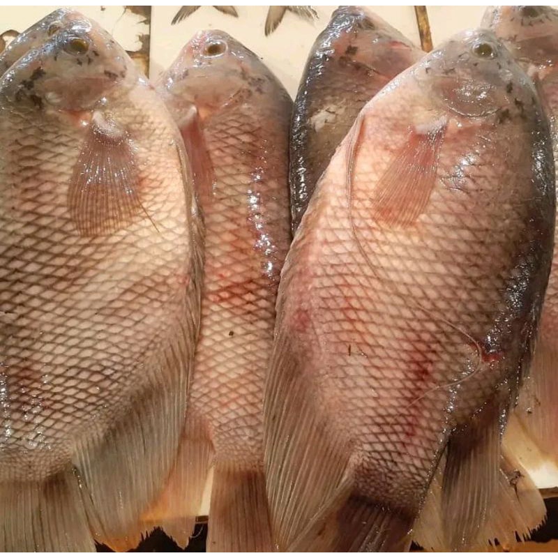 

ikan gurame fresh 500 gram