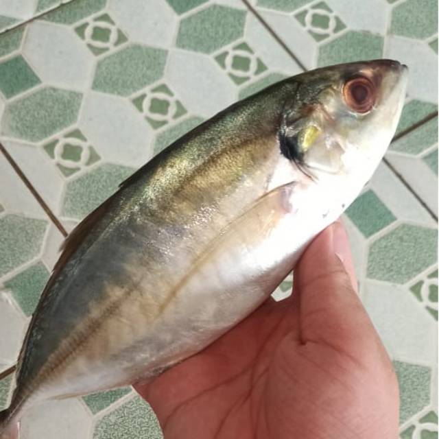 

Ikan kembung komo fresh