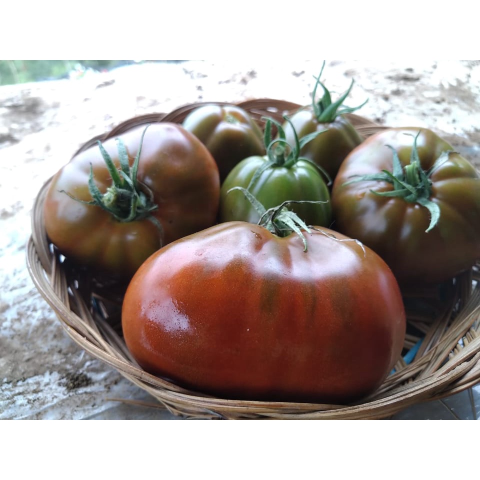 Benih Bibit Biji - Tomat Japanese Black Trifele Black Pear Tomato Seeds