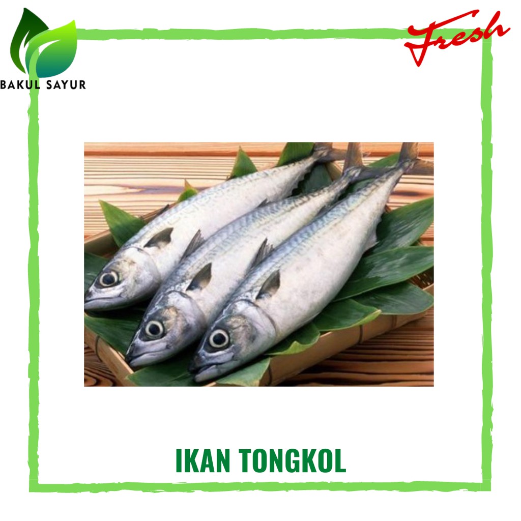 

IKAN TONGKOL SEGAR 500 GRAM - IKAN LAUT SEGAR JAKARTA TIMUR