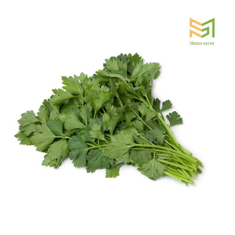 

Daun seledri segar per ikat