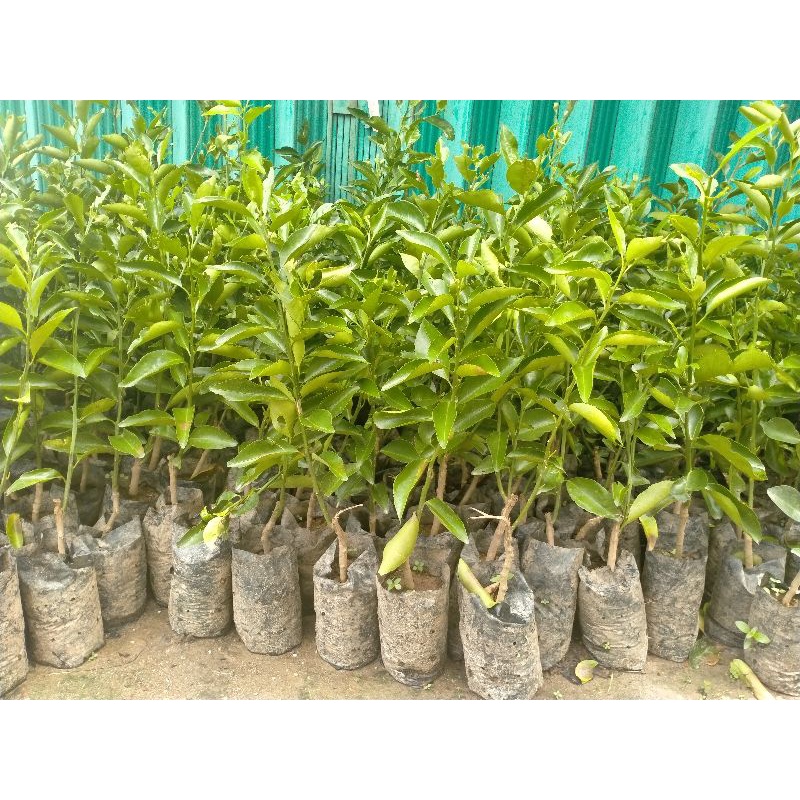 Bibit Jeruk Bangkinang #Okulasi #Bibit