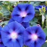 Tanaman Rambat Morning Glory Rimbun