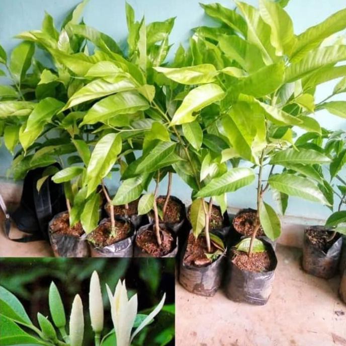 Anyar* Pohon Kantil / Cempaka - Bibit Tanaman Bunga Kantil / Cempaka