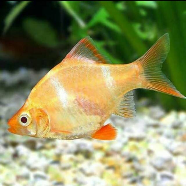 

Ikan golden sumatera
