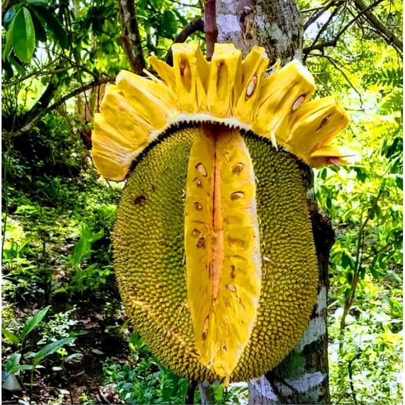 Bibit Buah Nangka Madu