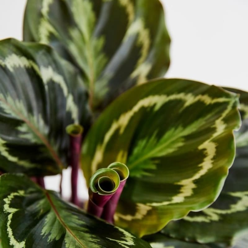 Calathea Silverback / Tanaman Hias Indoor