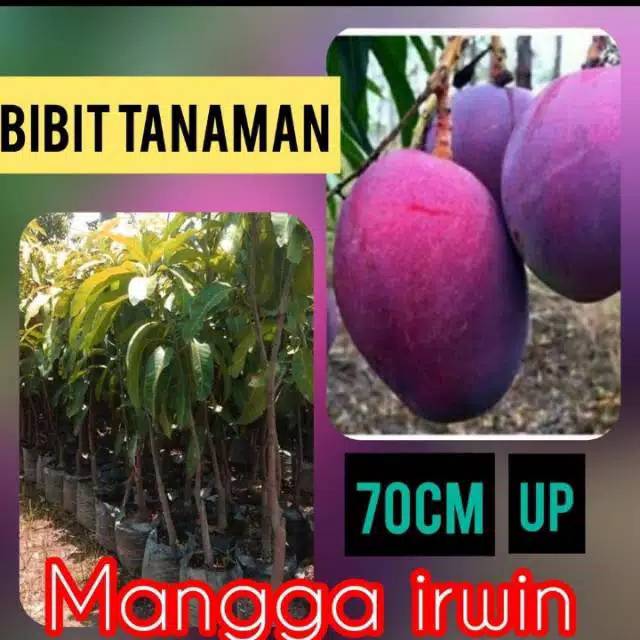 Bibit Mangga Irwin Okulasi