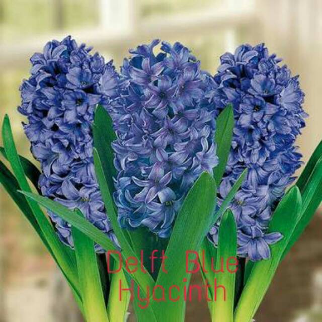 Umbi import Hyacinth Blue