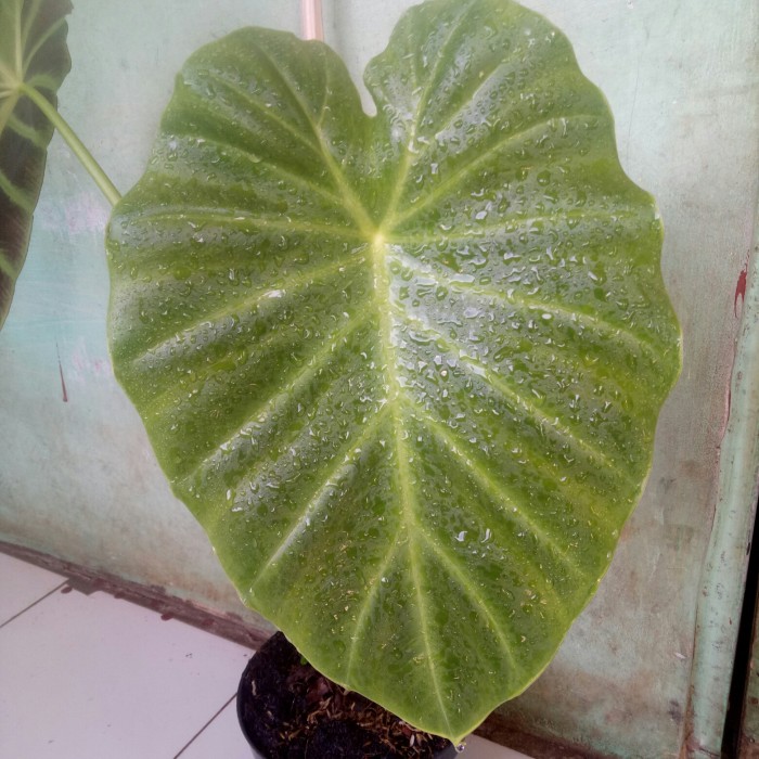 tanaman hias alocasia remusatia vivipara/colocasia remusatia vivipara