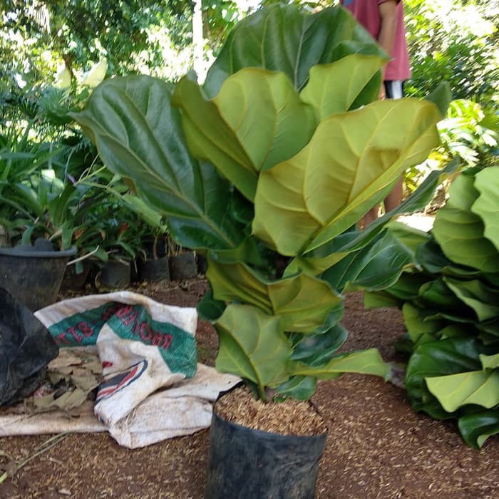 tanaman hias indoor pohon ketapang biola cantik - ruber plant ficus