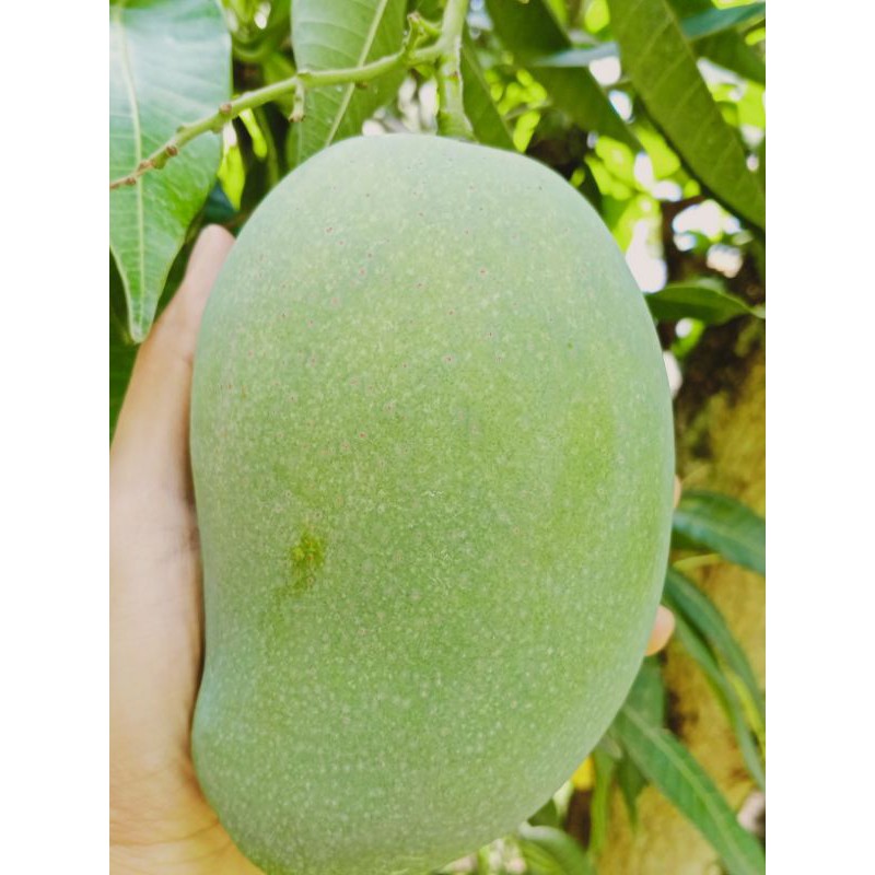 

MANGGA HARUMANIS SUPER SEGAR