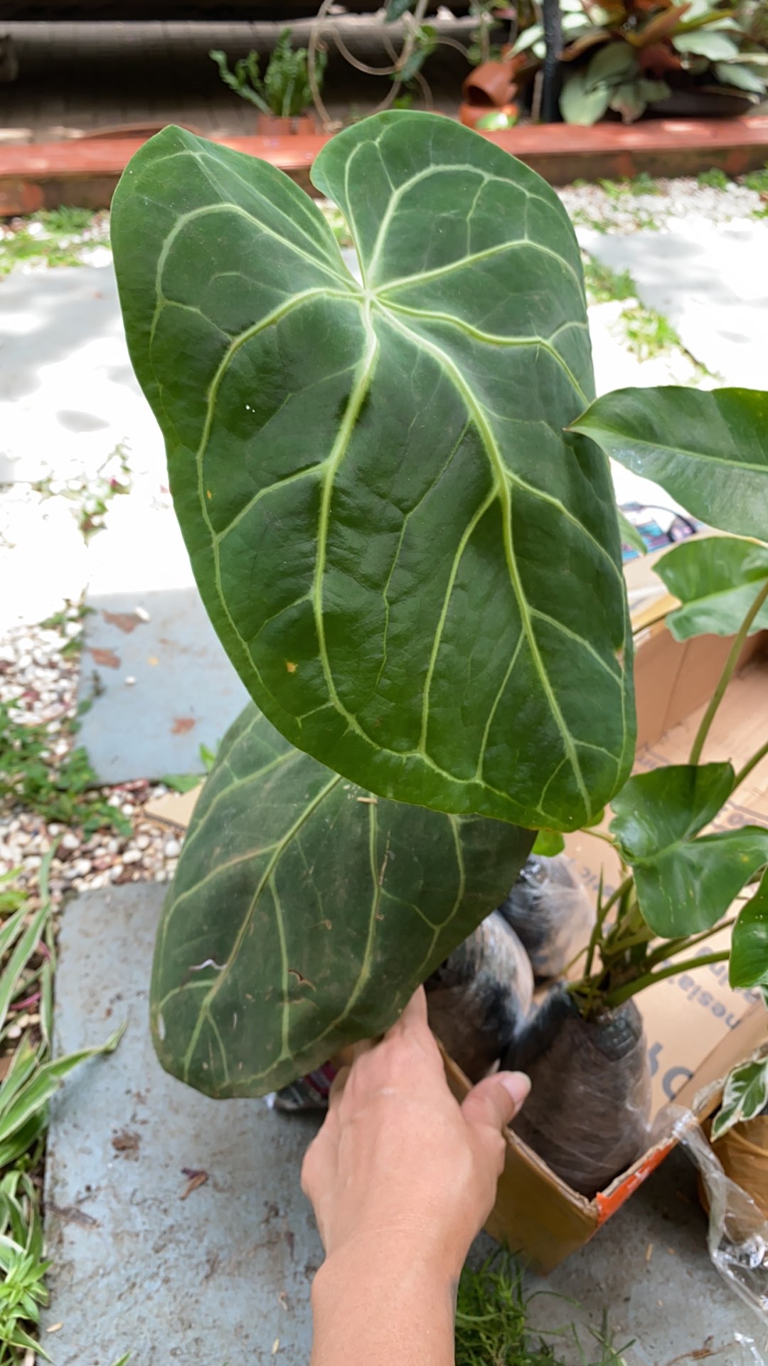 Anthurium Magnificum Verde Batang Kotak