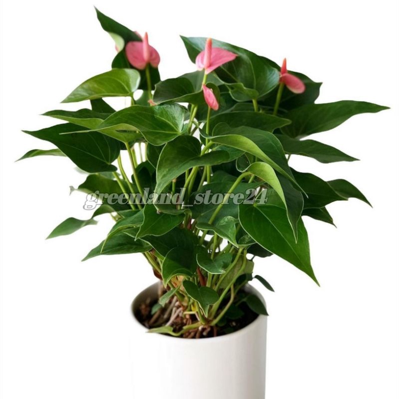 tanaman hias anthurium bunga pink - anthurium bunga mini - anthurium bunga - anthurium bunga pink