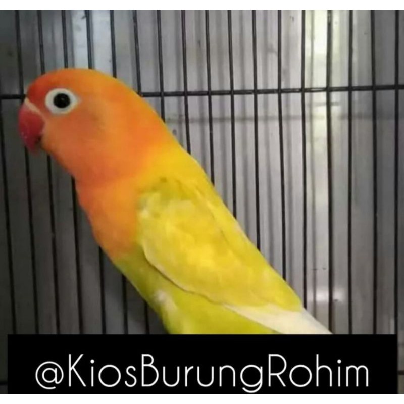 burung lovebird paskun jantan/betina paud dan dewasa