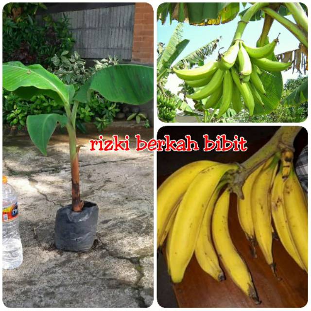 Bibit pisang tanduk super