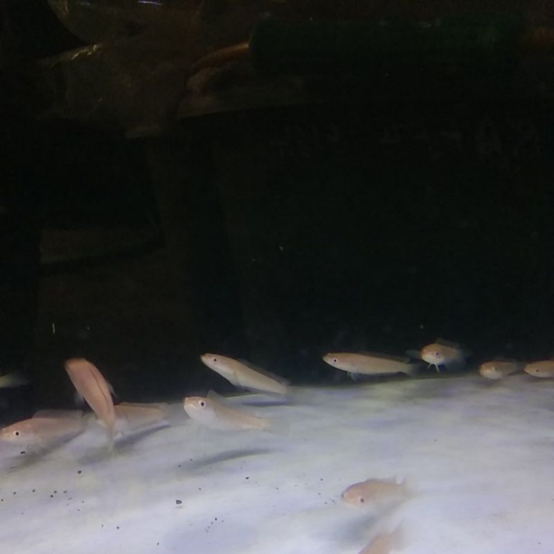 striata albino mata merah