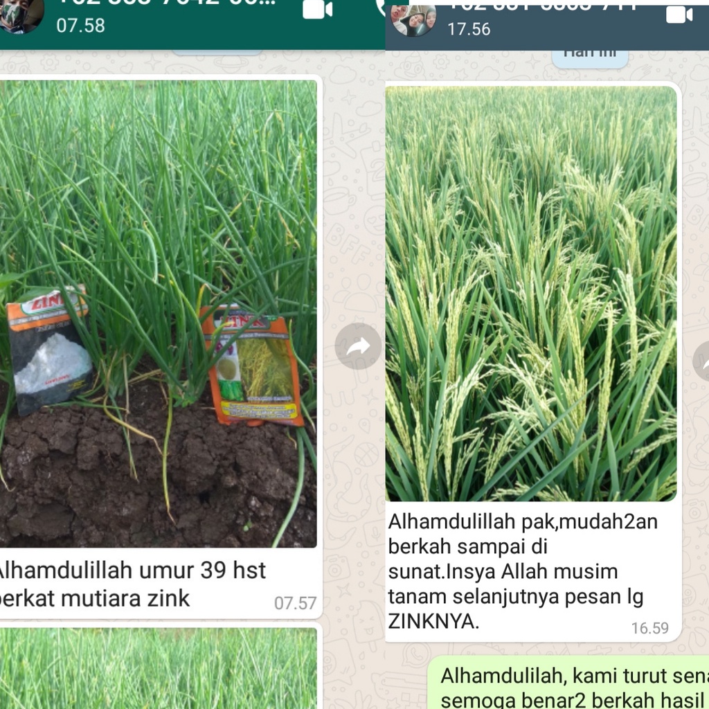 PUPUK TERLARIS MUTIARA ZINK + HORMON PEMULIH SAKIT TANAMAN KEMASAN 150 GRAM