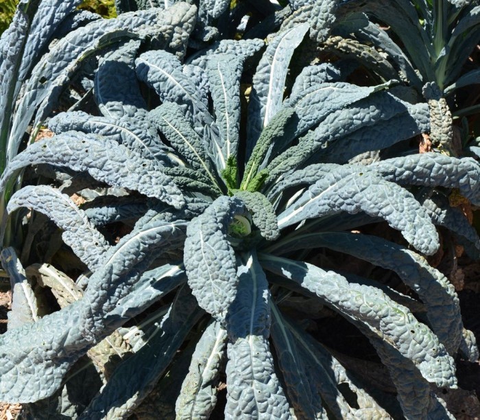 Bibit-Biji Kale Black Magic (Haira Seed)