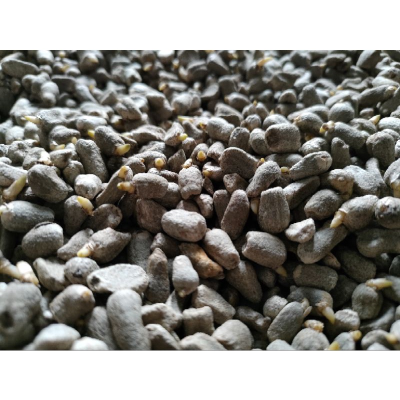 SPORA PORANG | BIBIT SPORA SUPER A1