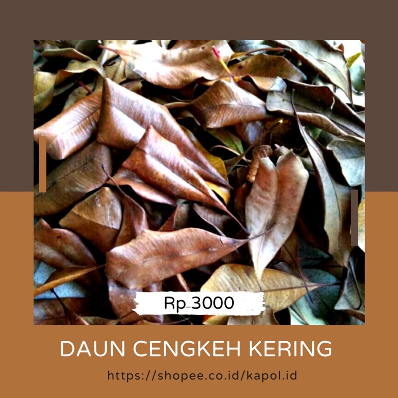 

daun cengkeh kering