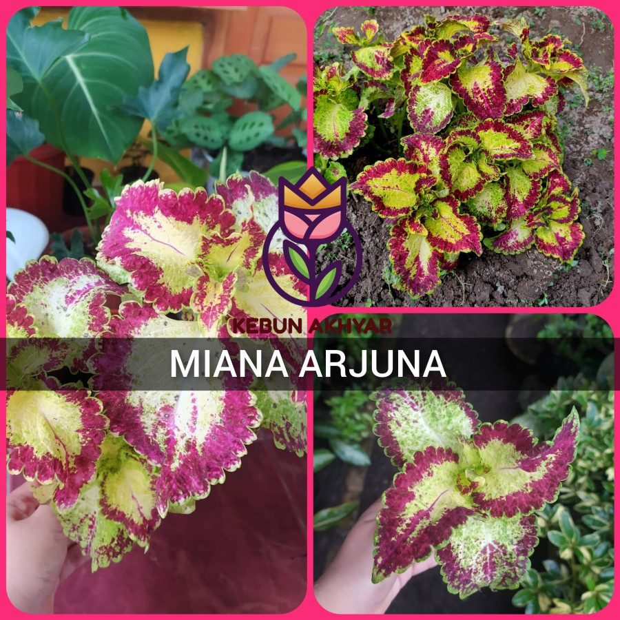 Miana Arjuna Tanaman Hias Daun Miana Premium