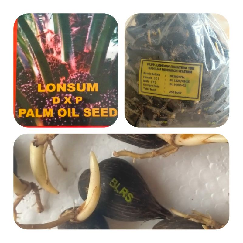kecambah sawit LONSUM