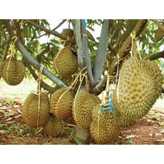a1 bibit durian montong merah kaki 10 kw+