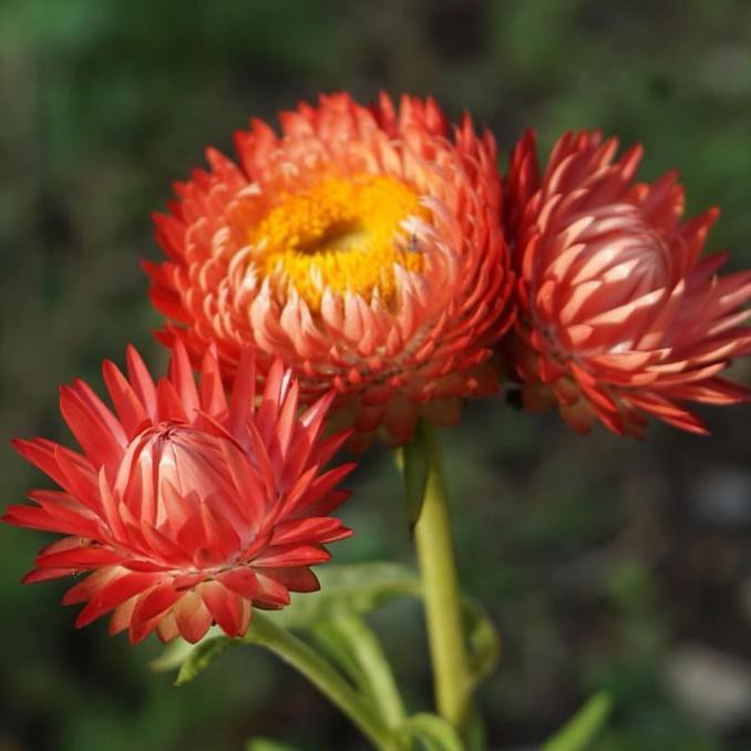 

Favorit] Biji Bunga Helichrysum (Merah)