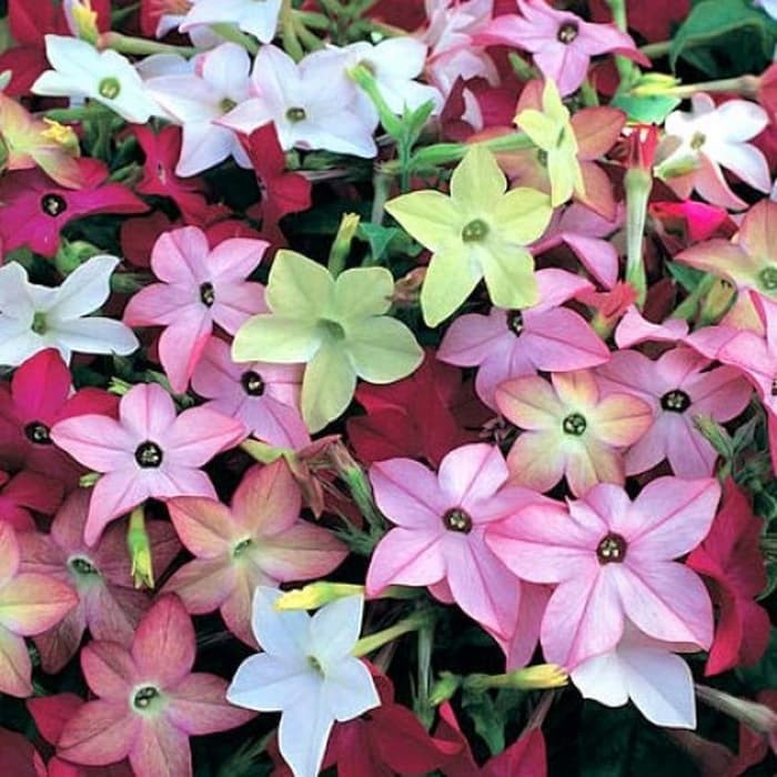 Benih Bibit Biji - Bunga Nicotiana Sensation Mixed Tobacco Flower Seeds - IMPORT