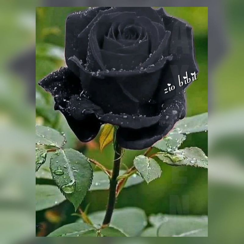 Benih biji bibit bunga mawar hitam
