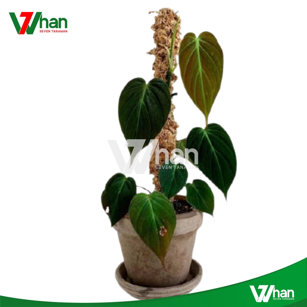 PAKET SIRIH GADING +bonus turus WHAN7 TANAMAN