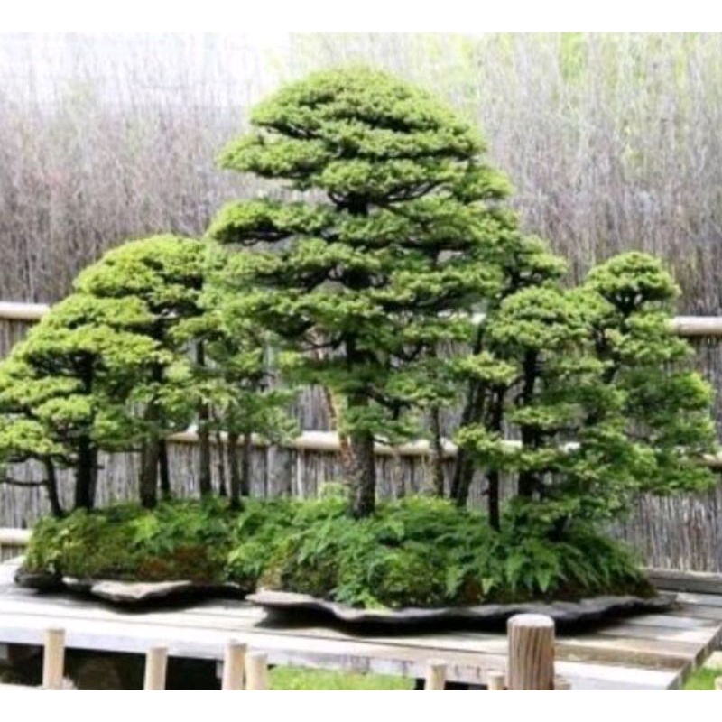 stek serut bahan gruping bonsai serut