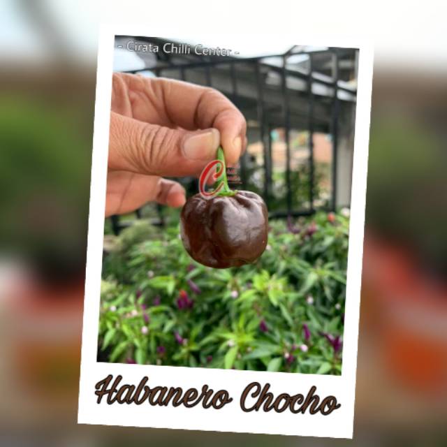 

Buah / Biji Habanero Chocholate