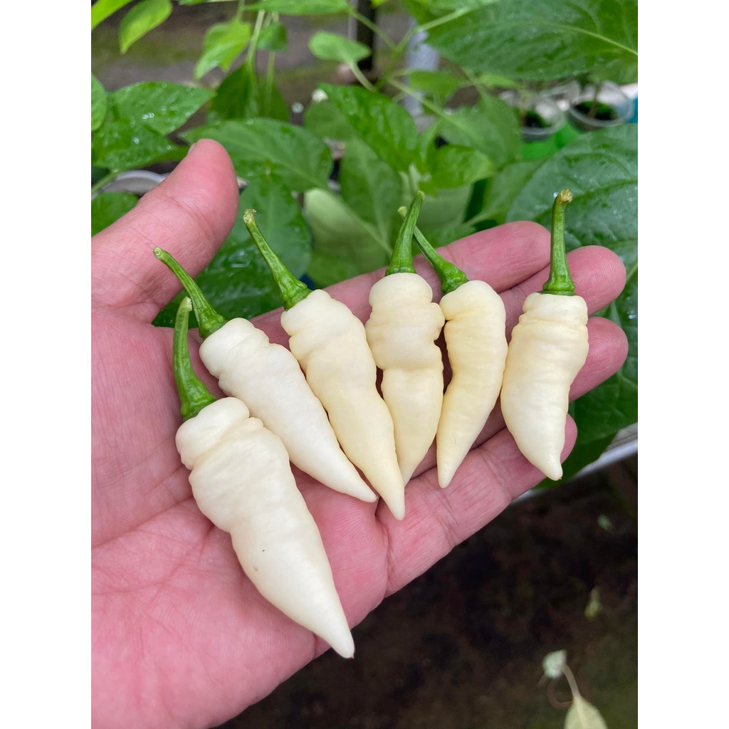 Benih Bibit Biji - Cabai Fatalii White Cabe Putih Super Pedas Pepper Seeds