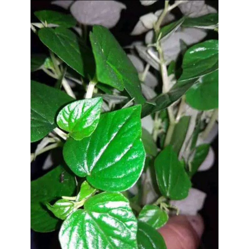 

sirih cina 50 gram /ketumpang air 50 gram segar
