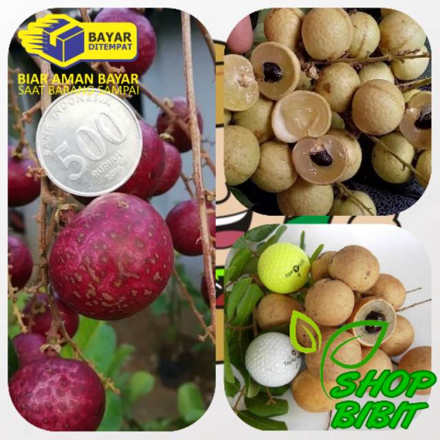 Paket hemat diskon kelangkeng merah , Kelengkeng matalada , kelengkeng pingpong 400gram muat 1kg