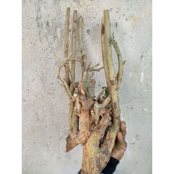 BONSAI SERUT GRUPING 1kg