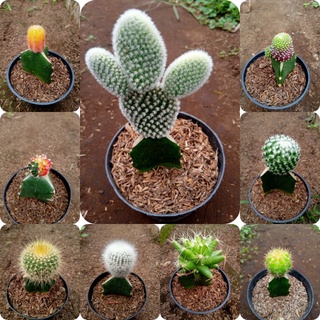 kaktus mini freepot bebas pilih