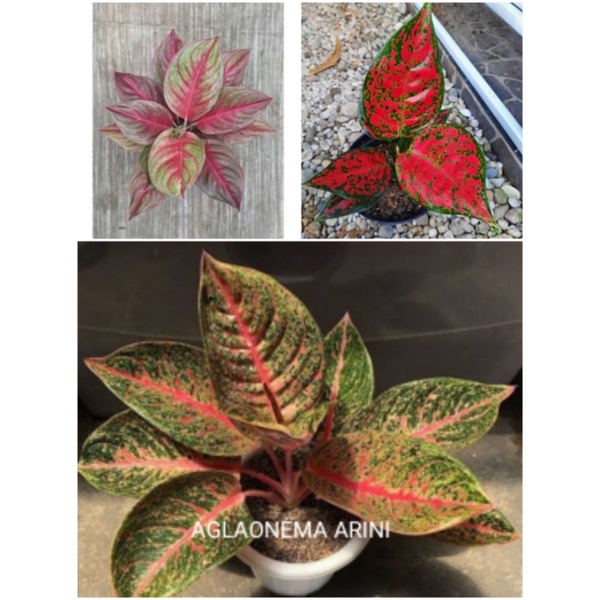 bibit bonggol Paket ceria 3 aglaonema SAKANTULA,ARINI,RED KING