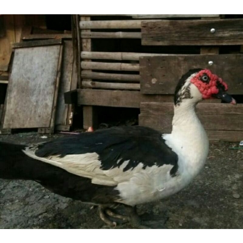 bebek entok jantan dewasa