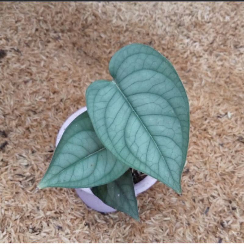 tanaman hias scindapsus lucens