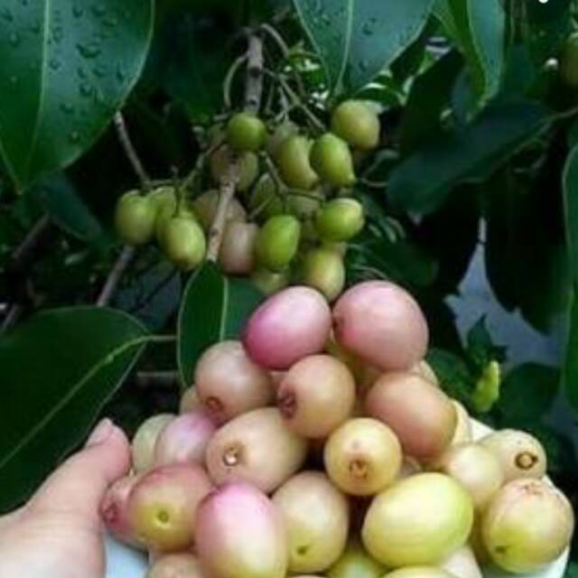 

Duwet Putih hasil okolasi