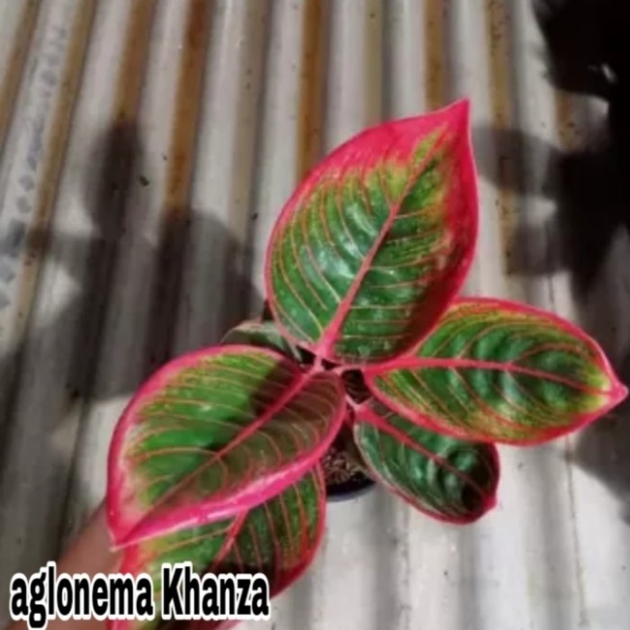Tanaman hias Aglonema Khanza - Bonggol Aglonema Khanza