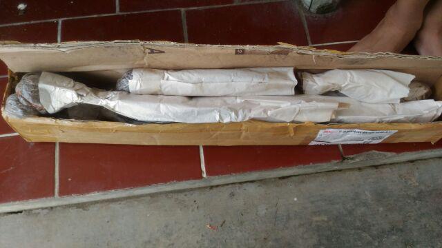 Tanaman Hias  Bibit Bunga Star Blue