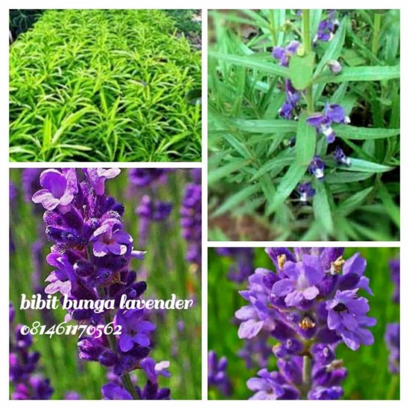 Bibit bunga lavender pengusir nyamuk alami