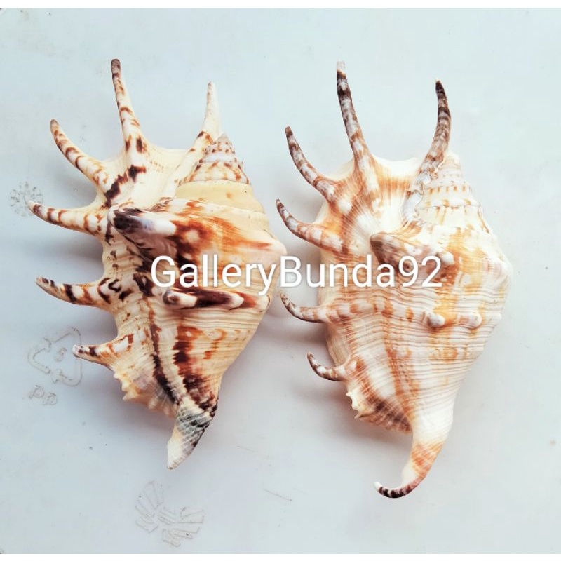 Cangkang Kerang Lambis