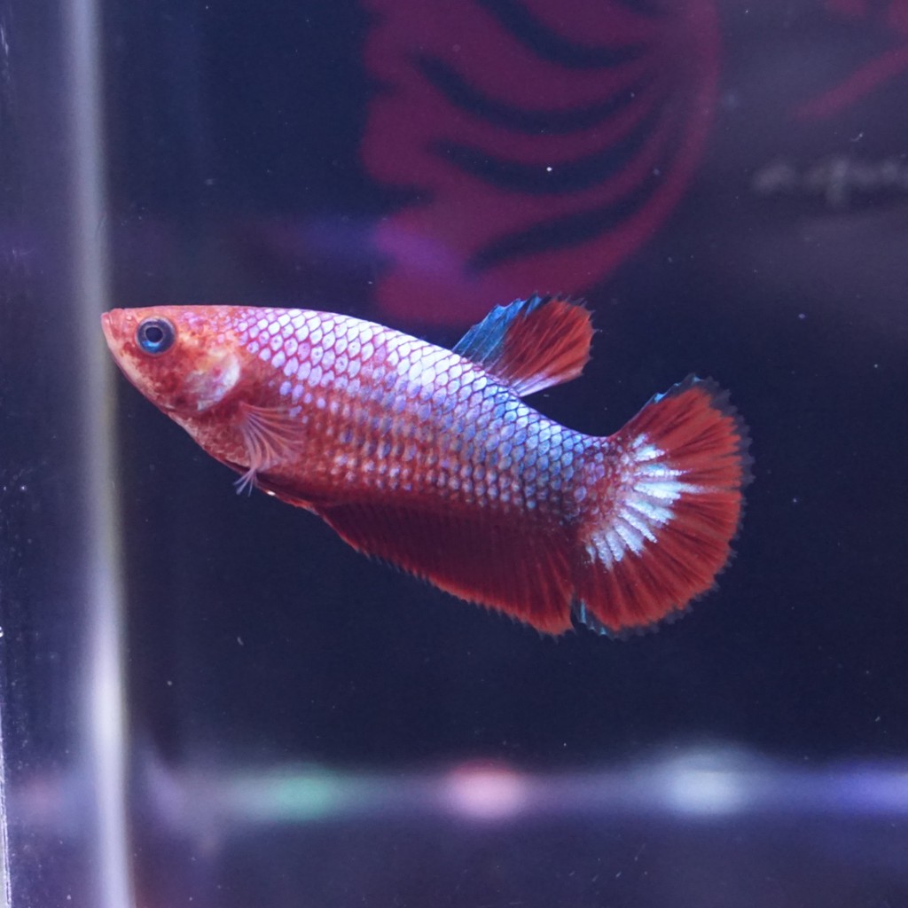 cupang female plakat red fancy copper FCCP betina 0415