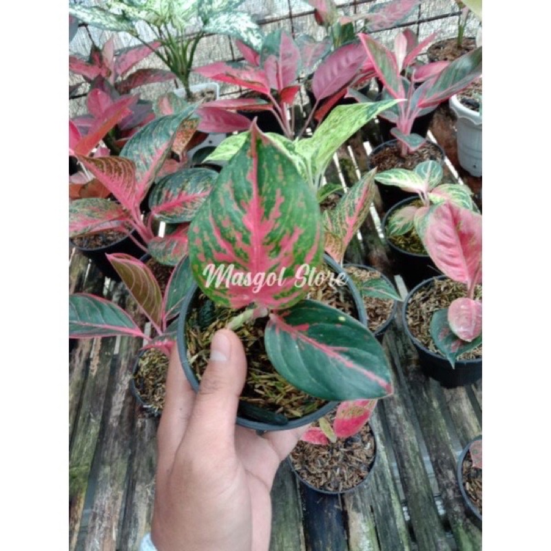 Aglonema wulandari Anakan